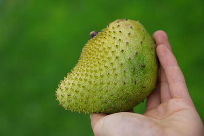 Close-up of hand holding apple