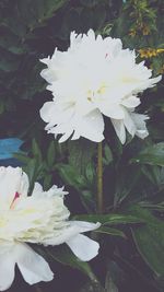 Close-up of white flower blooming outdoors