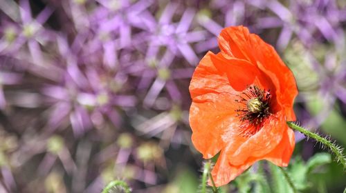 Close-up of purple flower blooming outdoors