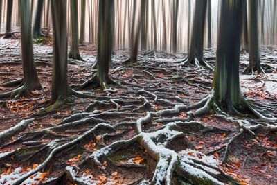 View of trees in forest