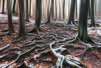 View of trees in forest