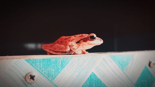 Close-up of frog