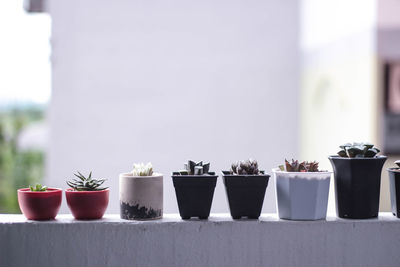 Close-up of potted plants on table