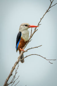 Grey-headed kingfisher on diagonal branch looking right