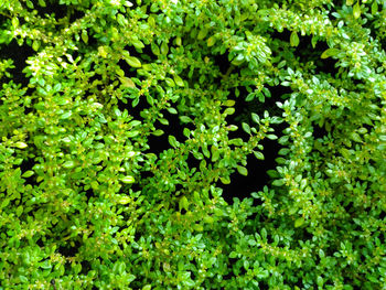 Full frame shot of plants