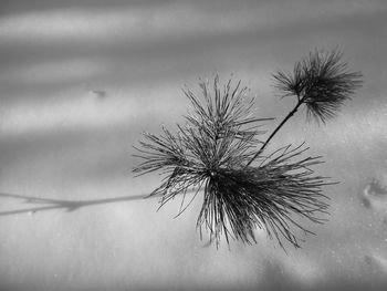 Close-up of plant against water