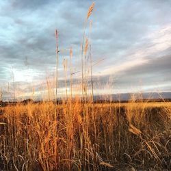 Plants on field against sky during sunset