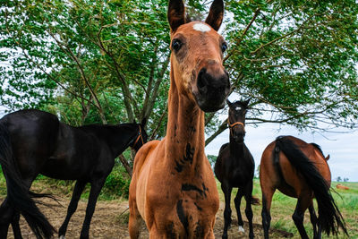 Horses in a field