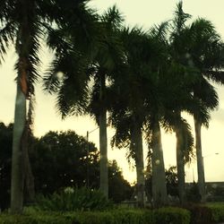 Palm trees against sky at sunset