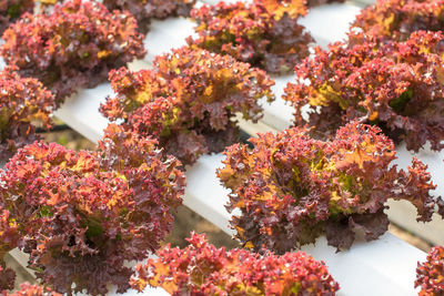 Close-up of flowers against blurred background