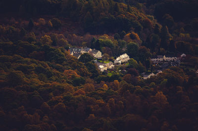 High angle view of trees on mountain