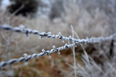 Barb wire fence on a frosty winter day