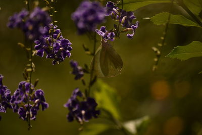 Close-up of insect on purple flowers