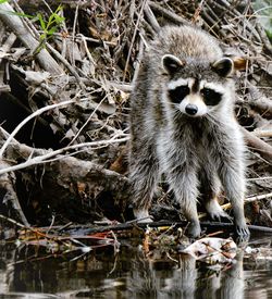 Trash panda...