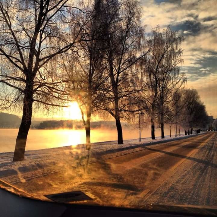 BARE TREES BY ROAD DURING SUNSET