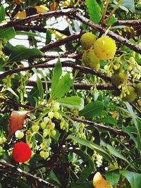 Low angle view of fruits growing on tree