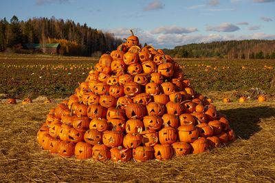 View of pumpkins on field against sky