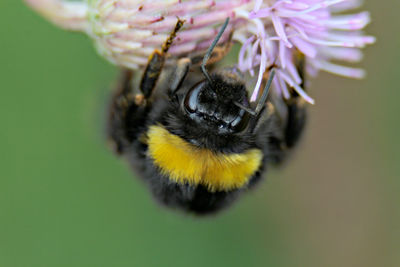 Close-up of bee on flower