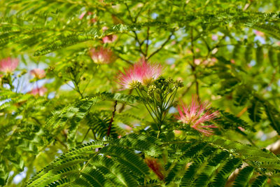 Close-up of pink flowering plant