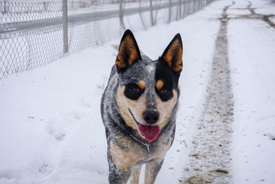 Portrait of dog on snow covered land