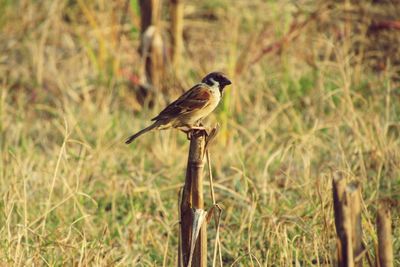 A beautiful sparrow perched on the corn tree in the evening