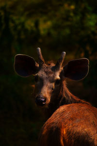 Portrait of deer