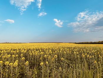 Scenic view of yellow flowering field against sky