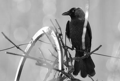 Close-up of bird perching on branch