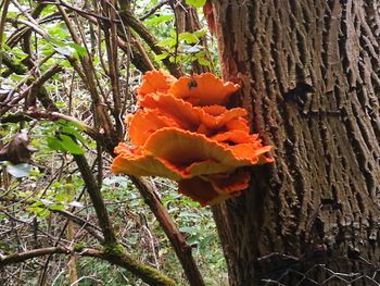 Close-up of orange flower tree