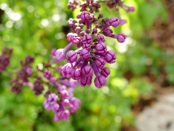 Close-up of purple flowers blooming outdoors