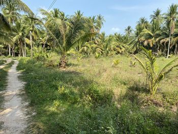 Palm trees on field against sky