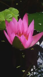 Close-up of lotus water lily in pond