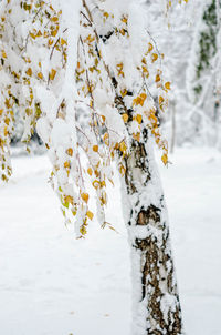 Close-up of snow covered plants on land