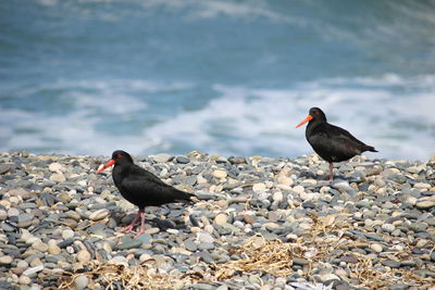 Bird perching on rock