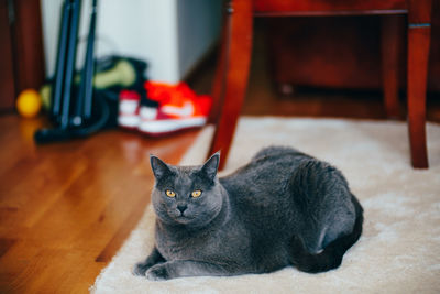 Portrait of black cat lying on floor at home