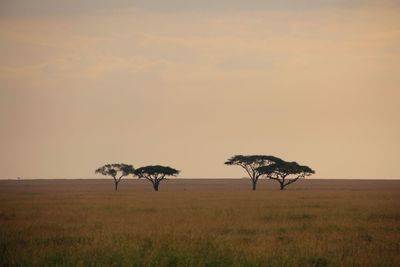 Horse on field against sky at sunset