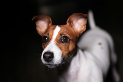 Close-up portrait of dog sticking out tongue against black background