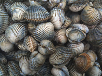 Full frame shot of seashells