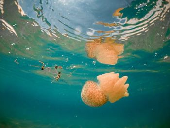 Close-up of fish swimming in sea