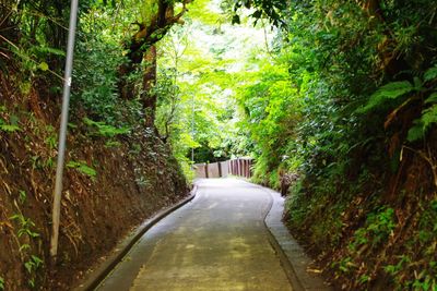 Road amidst trees in forest