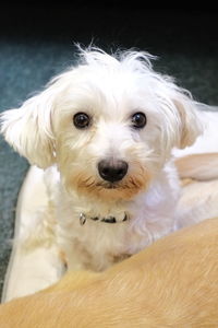 Close-up portrait of white dog