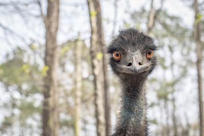 Portrait of an animal