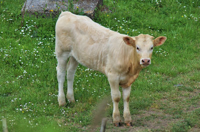 mammal