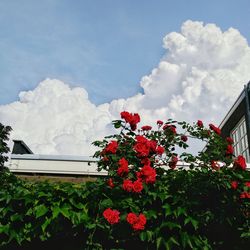 Low angle view of red flowers against sky