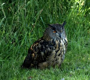 Close-up of hawk on field