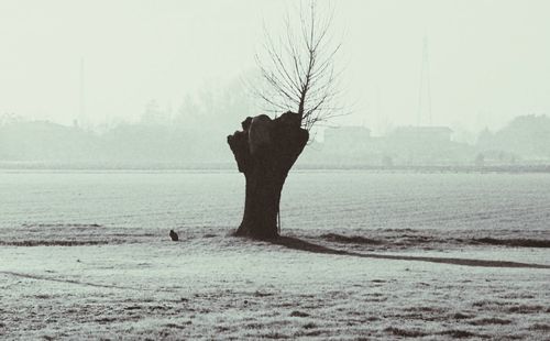 View of tree on field against sky