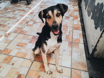 High angle portrait of dog sitting on tiled floor