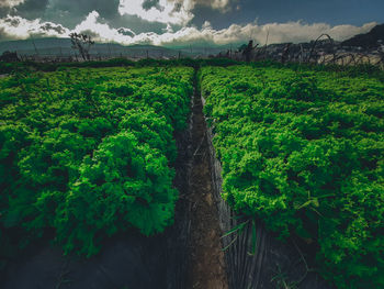 Scenic view of agricultural field against sky