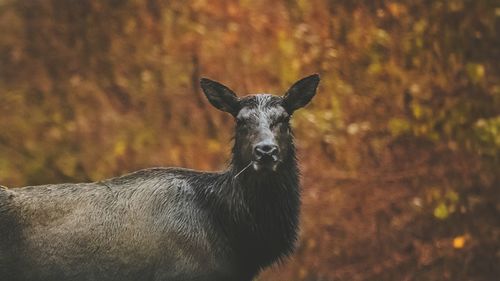 Close-up of deer on field