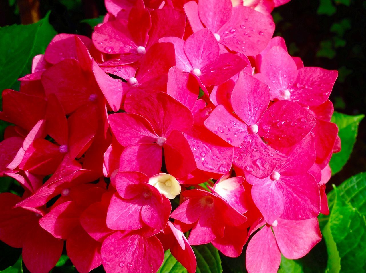 flower, freshness, petal, pink color, fragility, growth, beauty in nature, close-up, flower head, drop, plant, water, nature, blooming, focus on foreground, wet, leaf, pink, park - man made space, in bloom